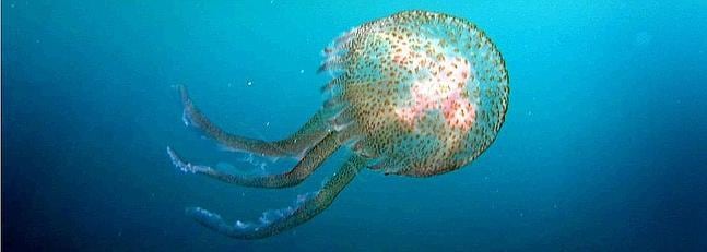 Cómo tratar las picaduras de medusas y peces arañas