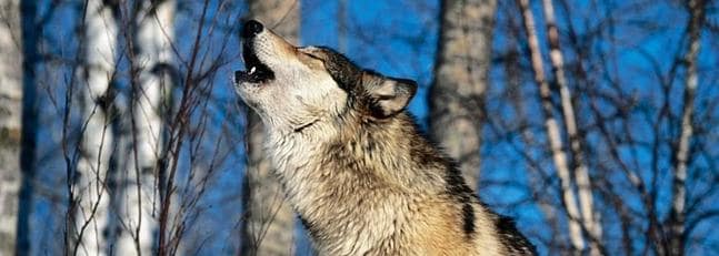 Los lobos aúllan porque se preocupan