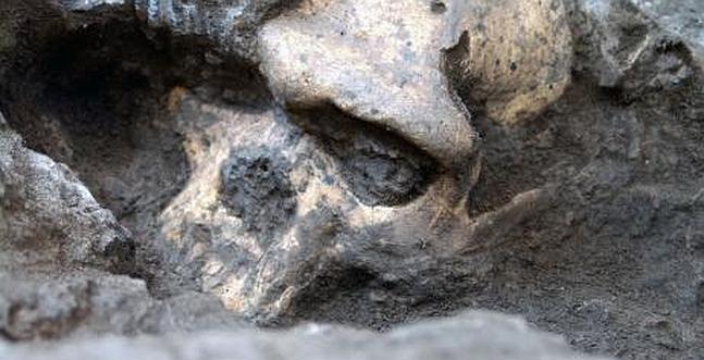 Un cráneo de 1,8 millones de años reabre el debate sobre los homínidos