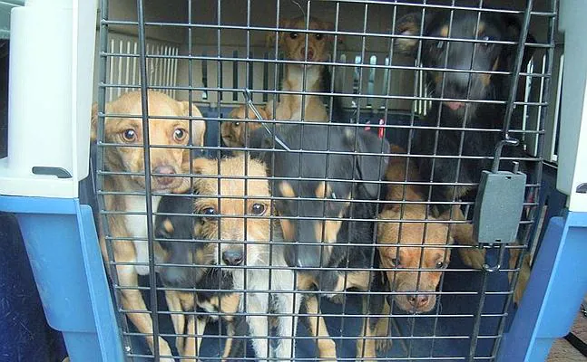 Hallan perros muertos de hambre en una mansión de lujo okupa de Granada