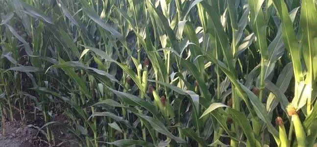 Los productores de maíz, preocupados por los robos en la Vega de panochas en verde