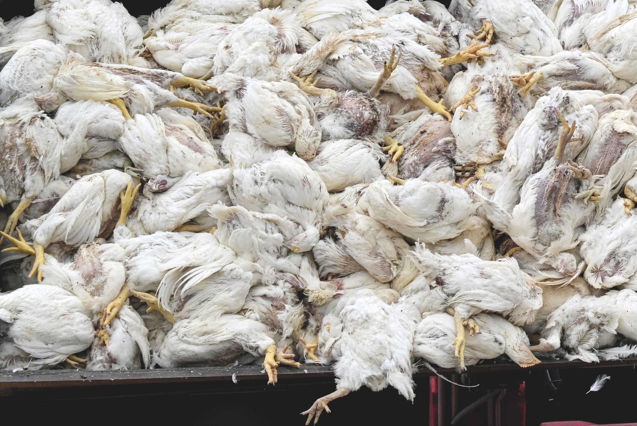 Ron Fouchier: «El virus se está adaptando a los humanos en tiempo real. Cada contagio es una lotería»