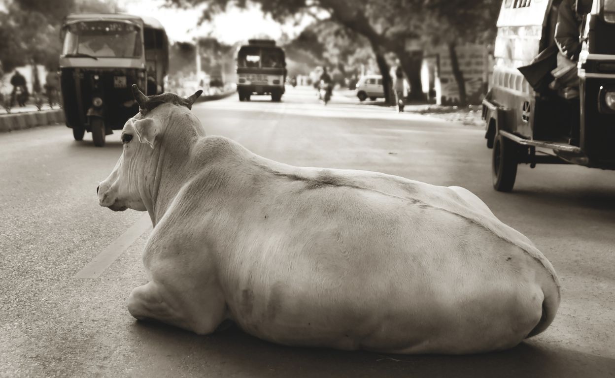 La IA se topa con las vacas sagradas de la India
